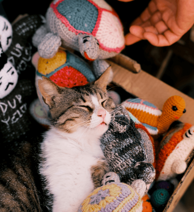 Kedi Ürünleri Kedi Ürünleri