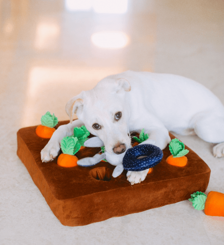 Köpek Ürünleri Köpek Ürünleri